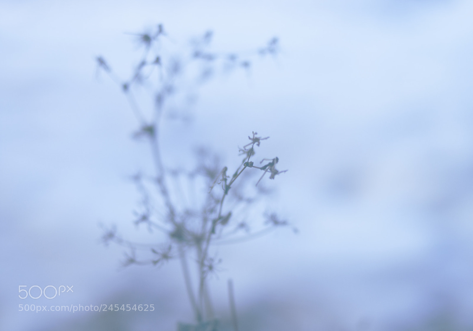 Nikon D5000 sample photo. Winter photography
