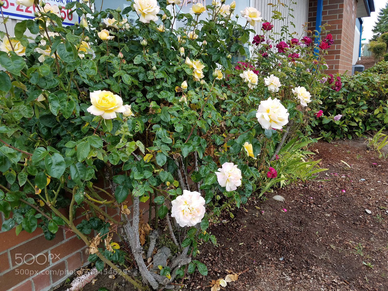 Samsung Galaxy S7 sample photo. Yellow and pink roses photography