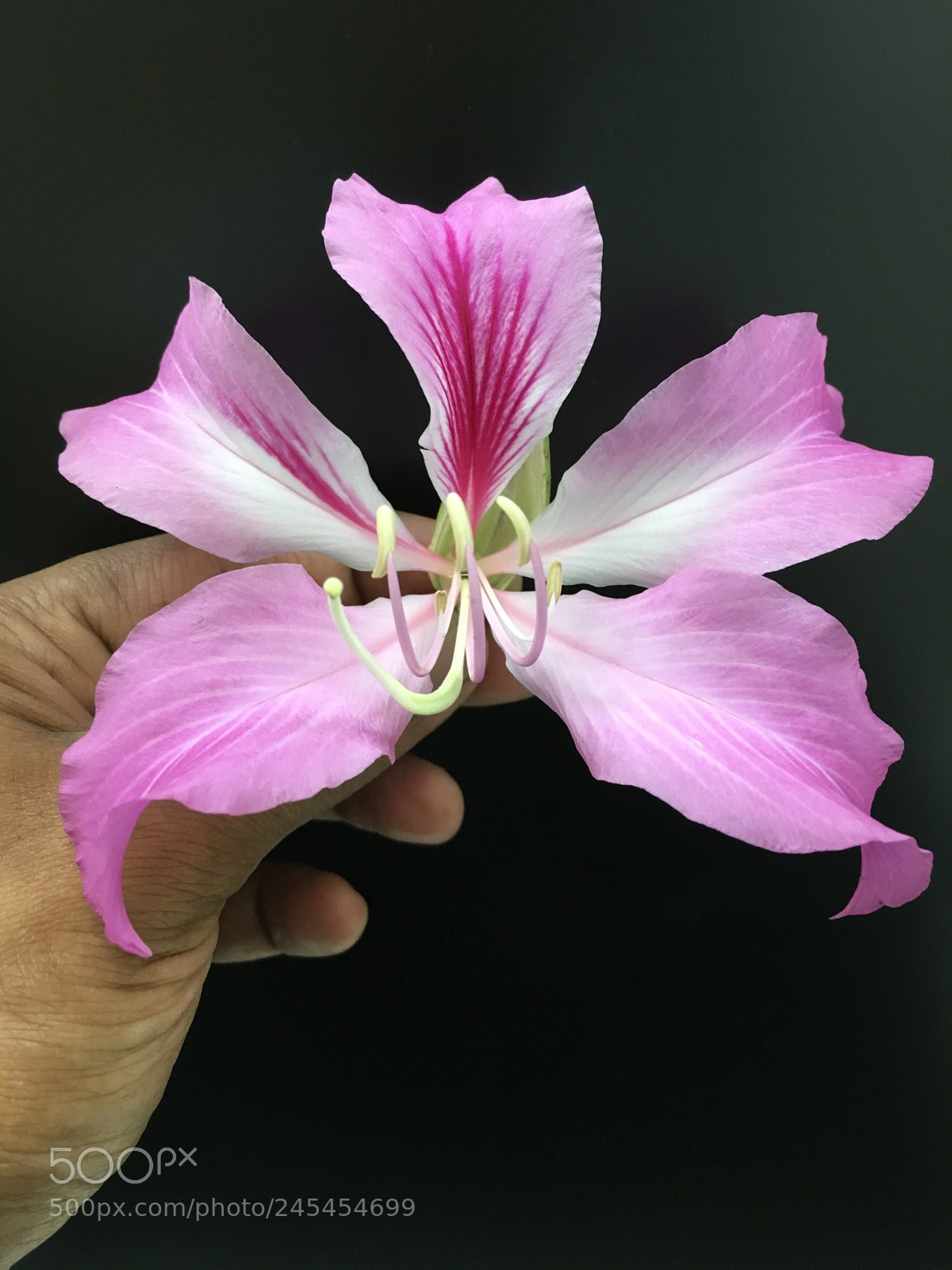Apple iPhone 6s sample photo. Untitled photography