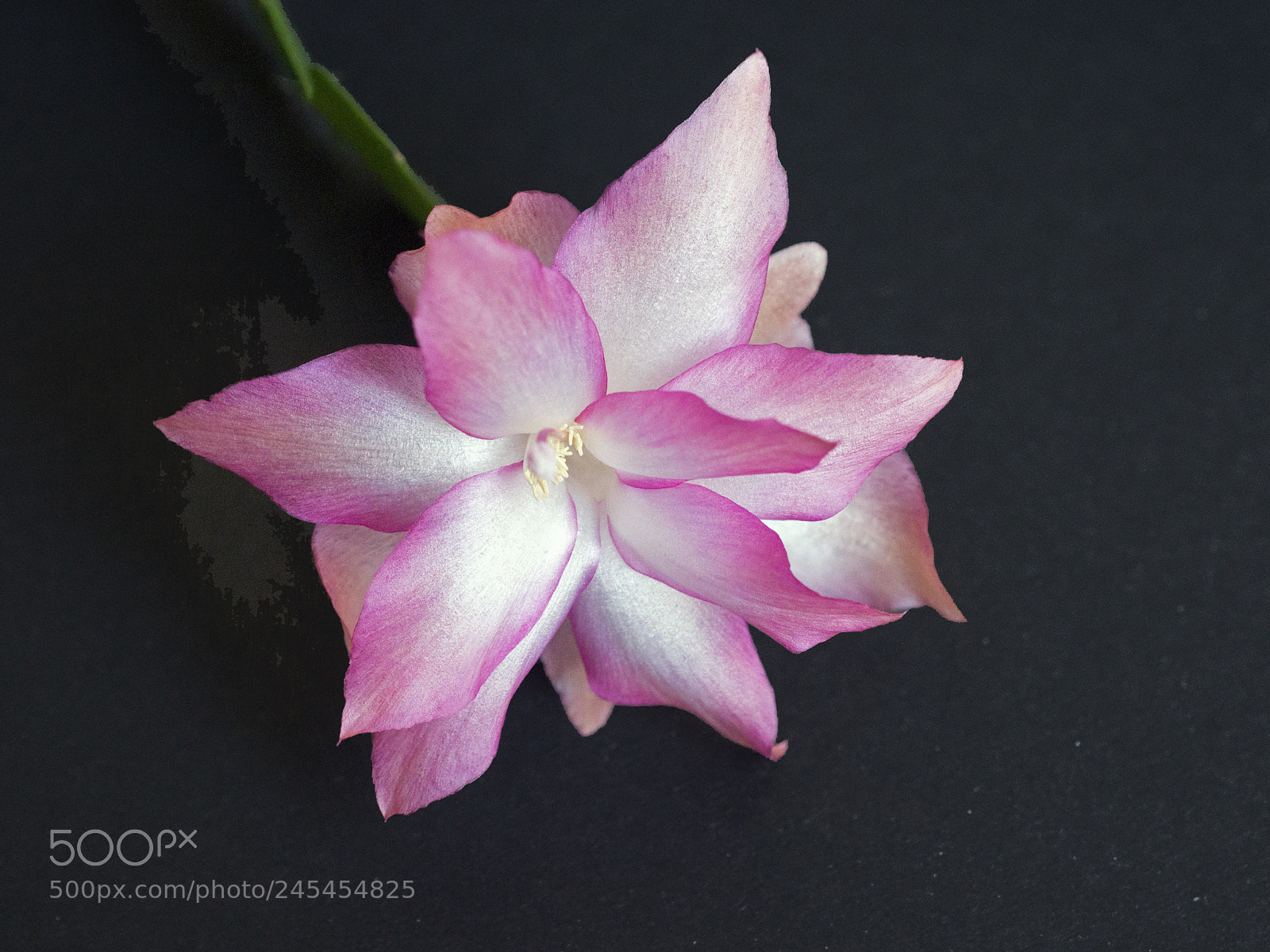 Sony SLT-A65 (SLT-A65V) sample photo. Zygocactus flower photography