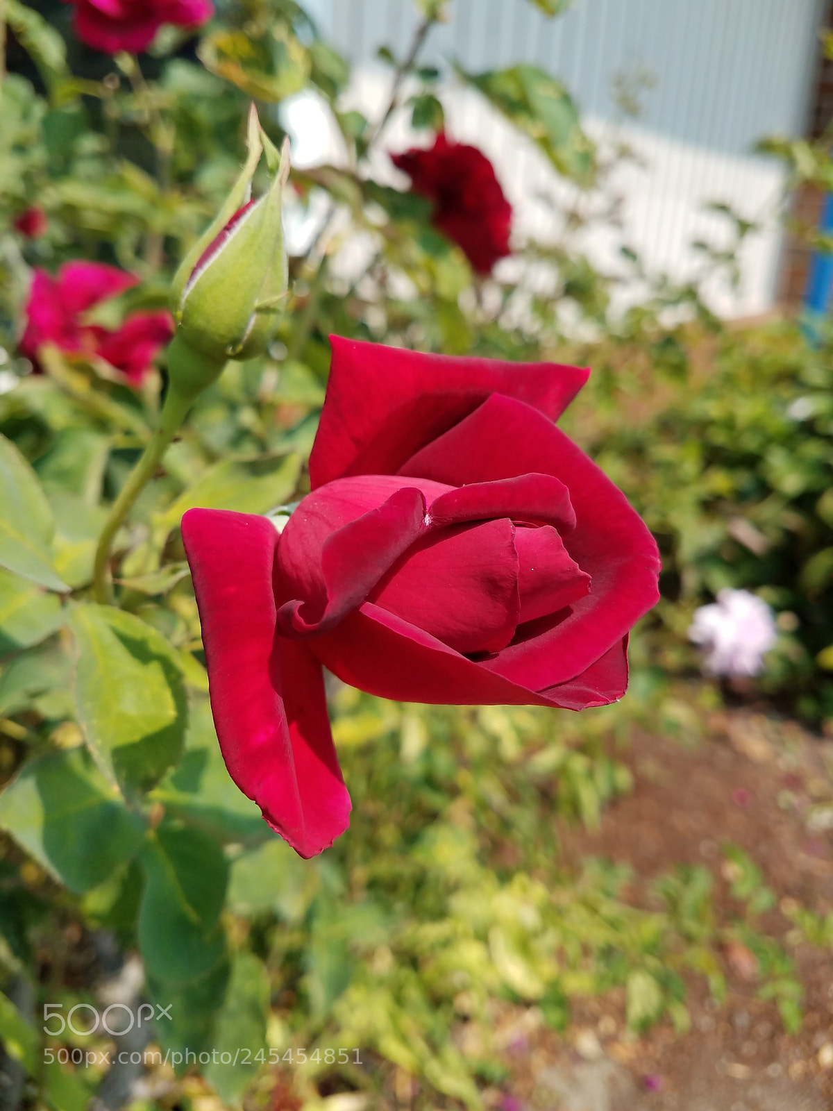 Samsung Galaxy S7 sample photo. Blooming red roses photography