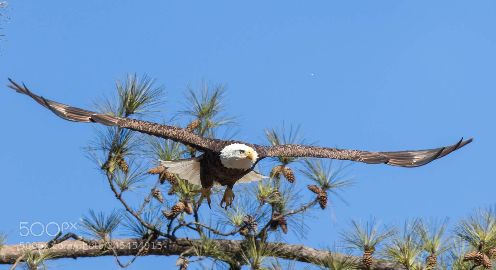 Canon EOS 7D Mark II sample photo. Bald eagles photography