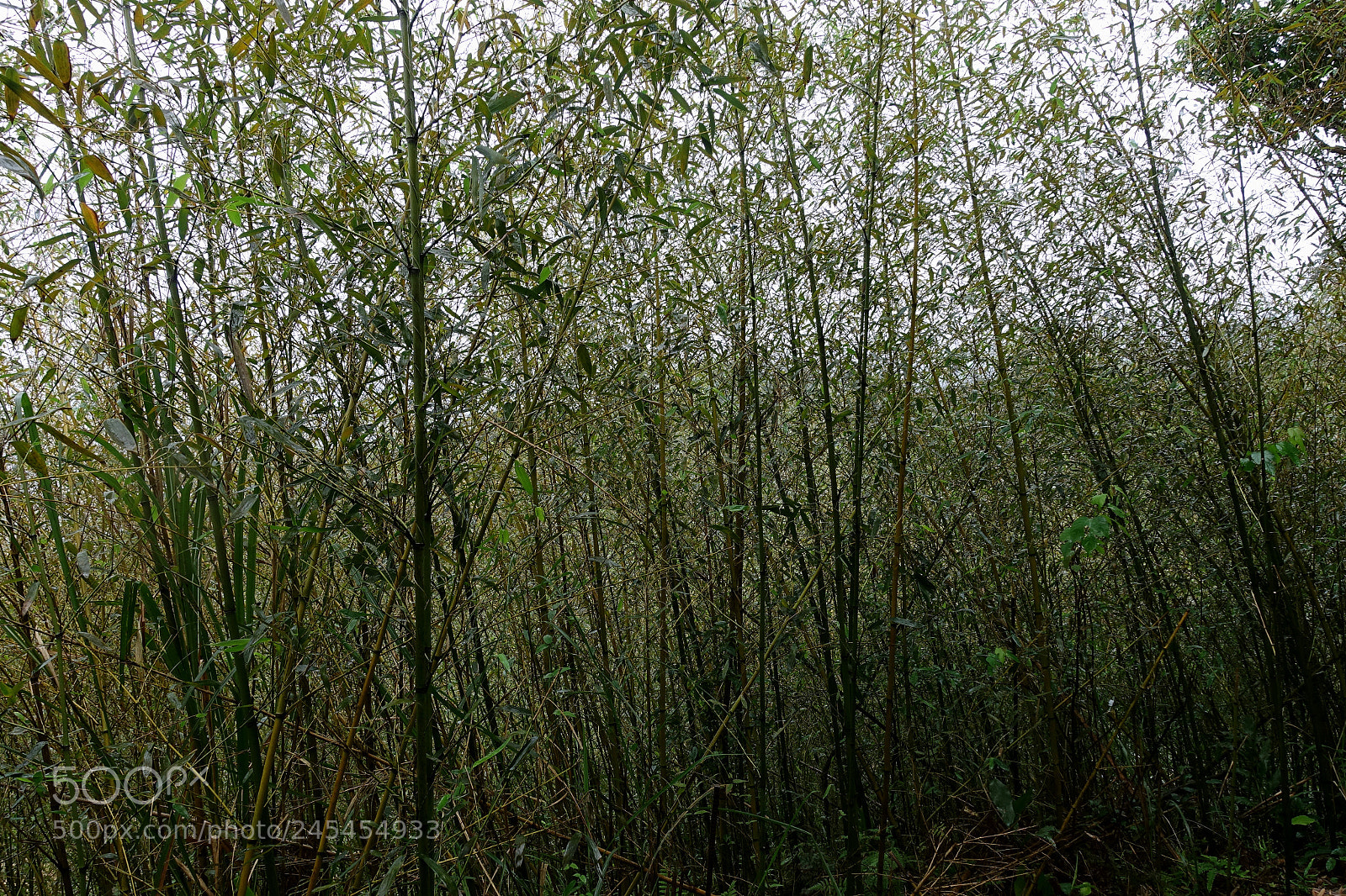 Sony Cyber-shot DSC-RX100 III sample photo. Bamboo wall photography