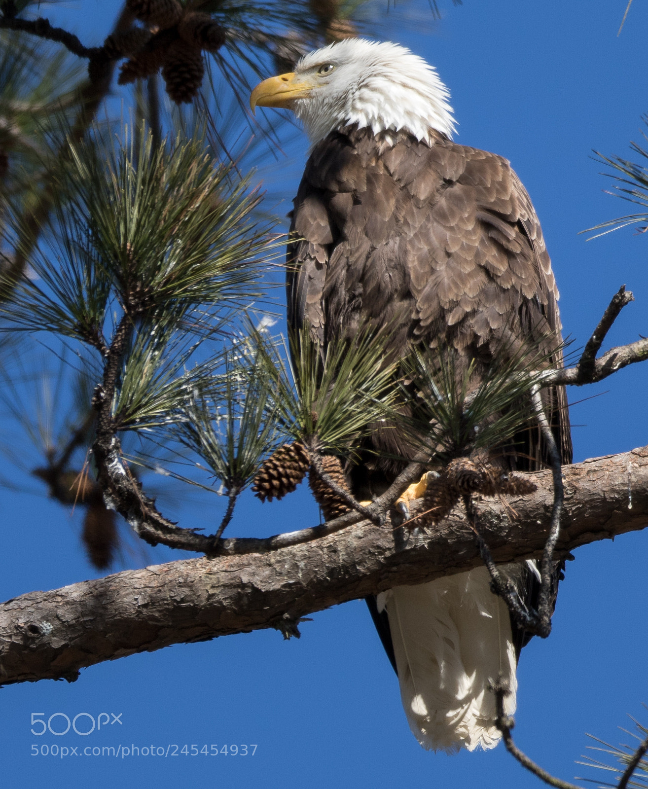 Canon EOS 7D Mark II sample photo. Bald eagles photography