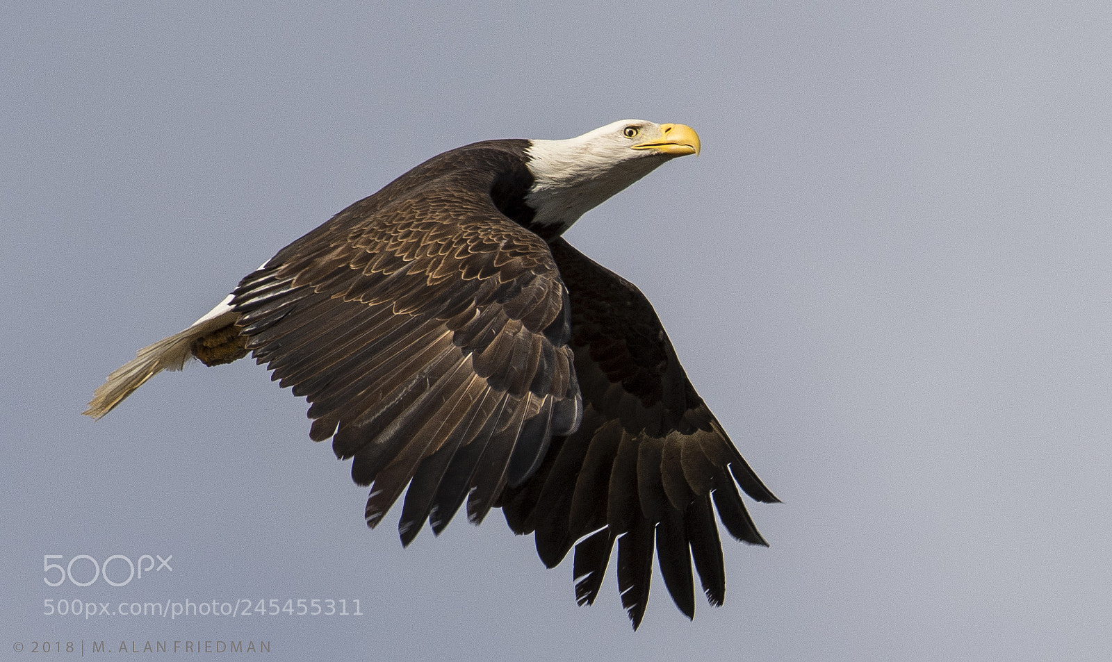 Nikon D500 sample photo. Bald eagle in flight photography