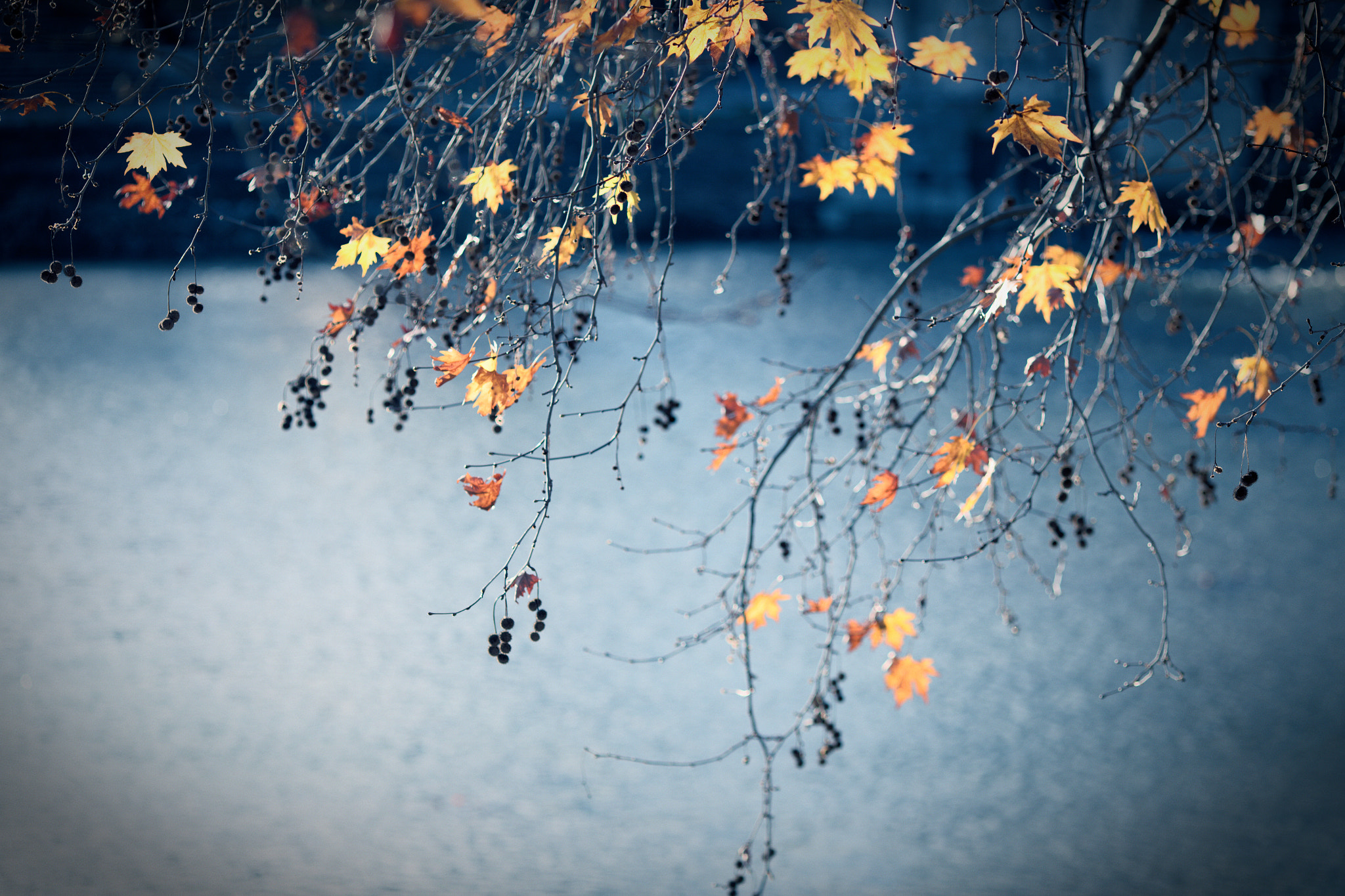 Canon EOS 6D + Canon EF 135mm F2L USM sample photo. Winter leaves photography