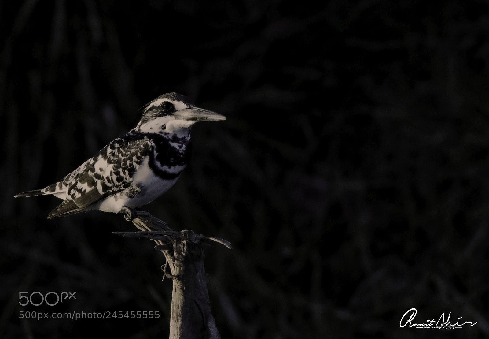 Nikon D500 sample photo. Pied kingfisher photography