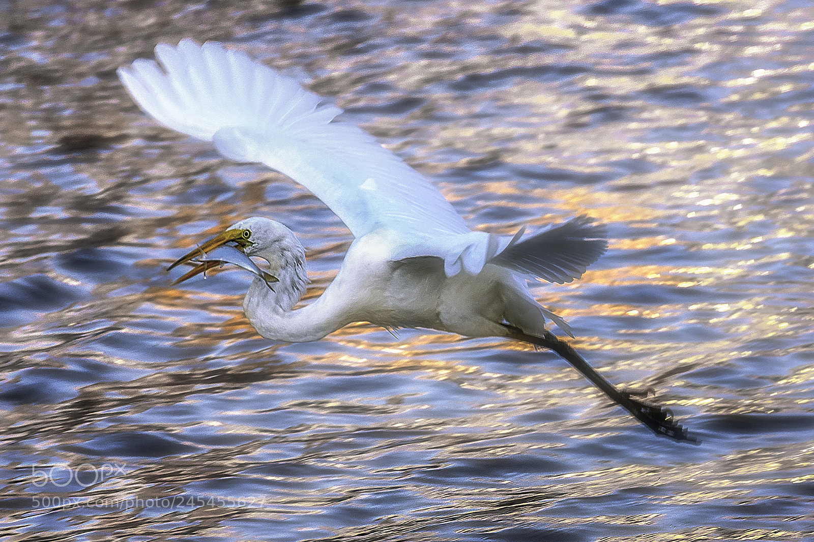 Canon EOS 7D Mark II sample photo. Egret gets dinner photography