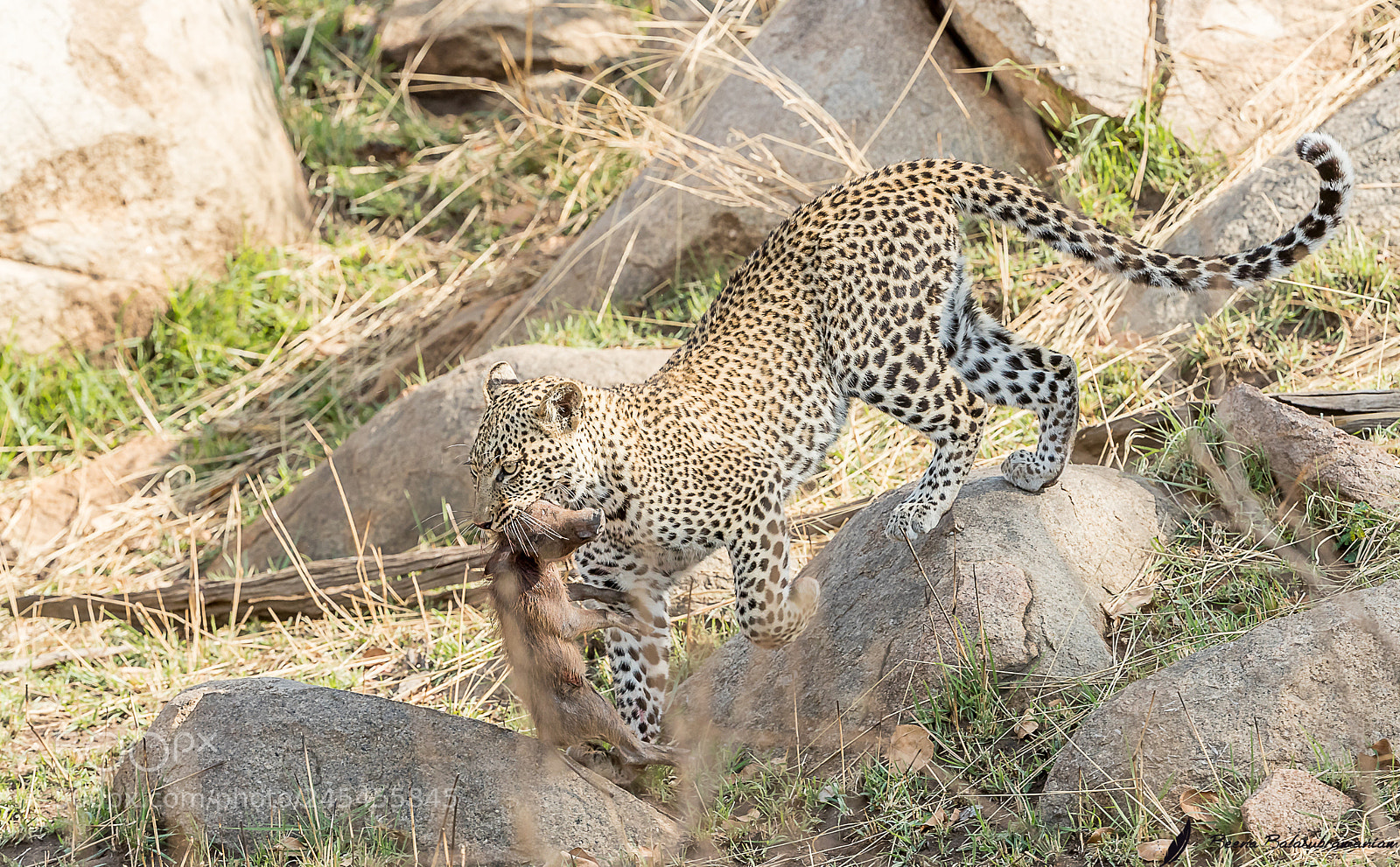 Canon EOS-1D X Mark II sample photo. Young leopardess with her photography
