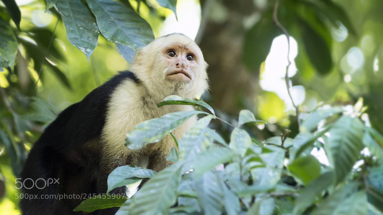 Pentax K-30 sample photo. A silent look photography