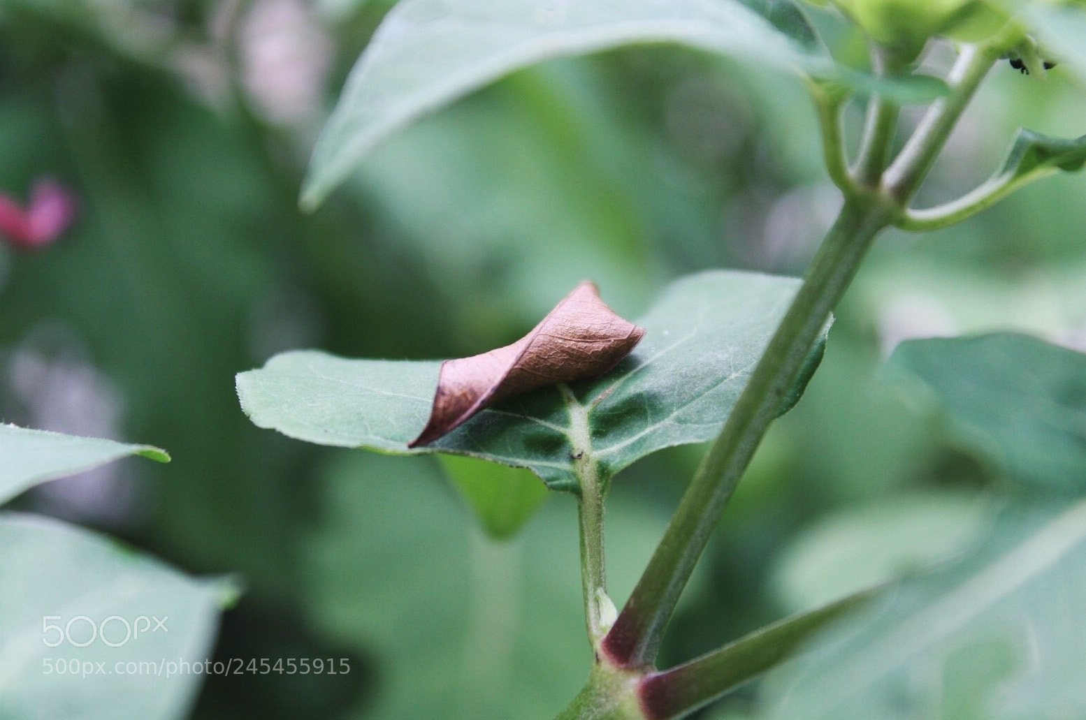 Canon EOS 1200D (EOS Rebel T5 / EOS Kiss X70 / EOS Hi) sample photo. ? photography