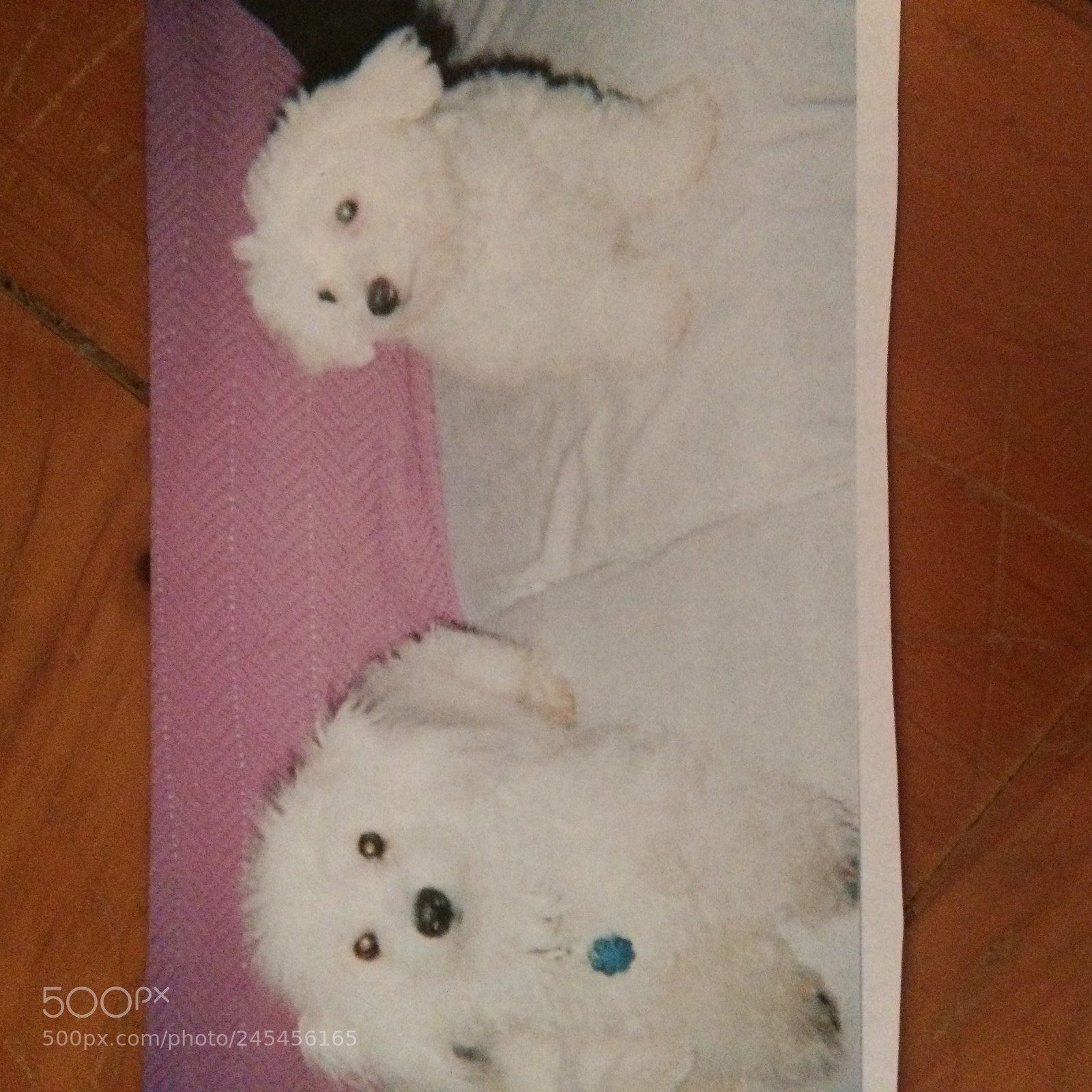 Apple iPhone 5s sample photo. Bichons photography