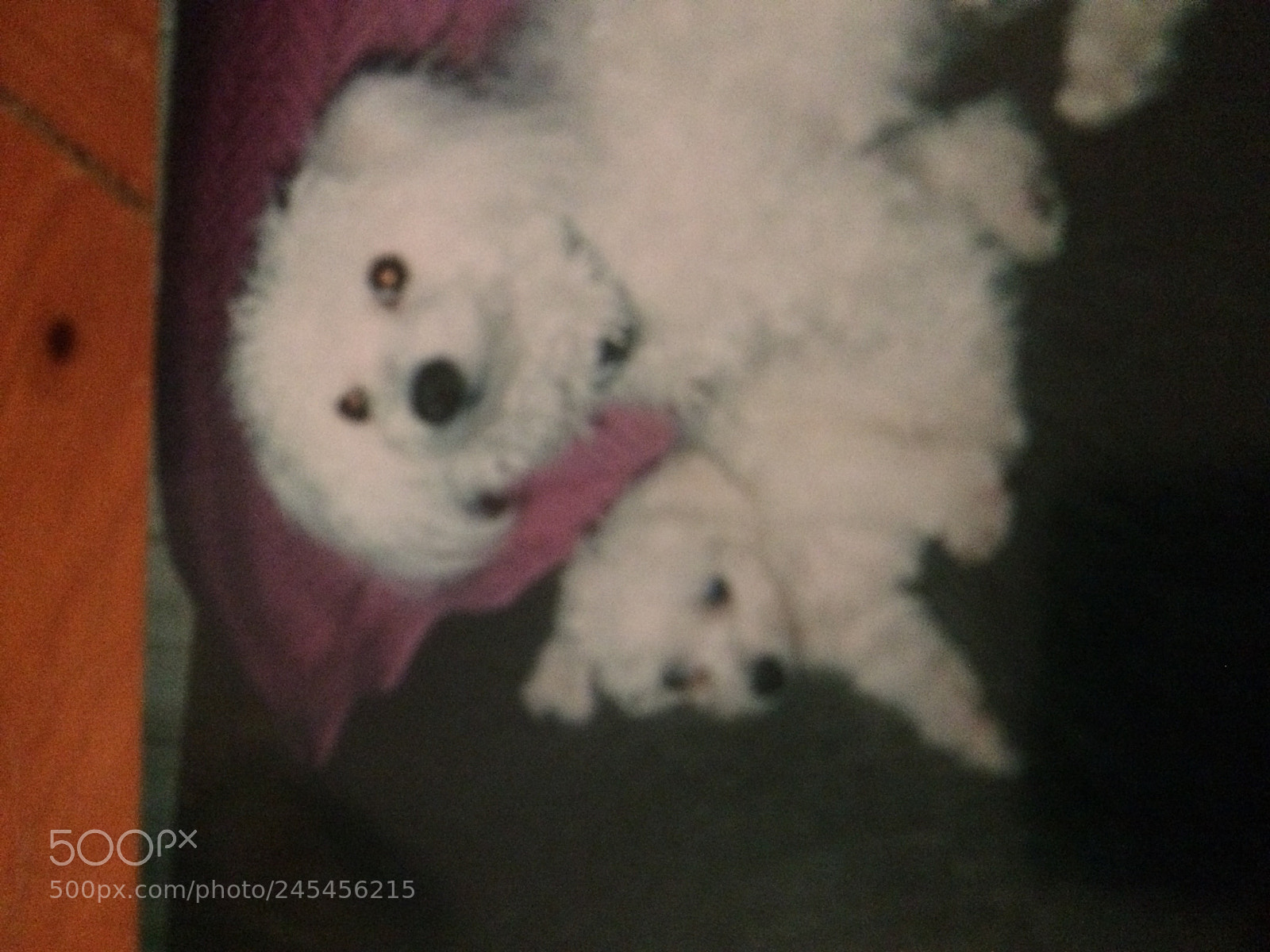 Apple iPhone 5s sample photo. Bichons photography