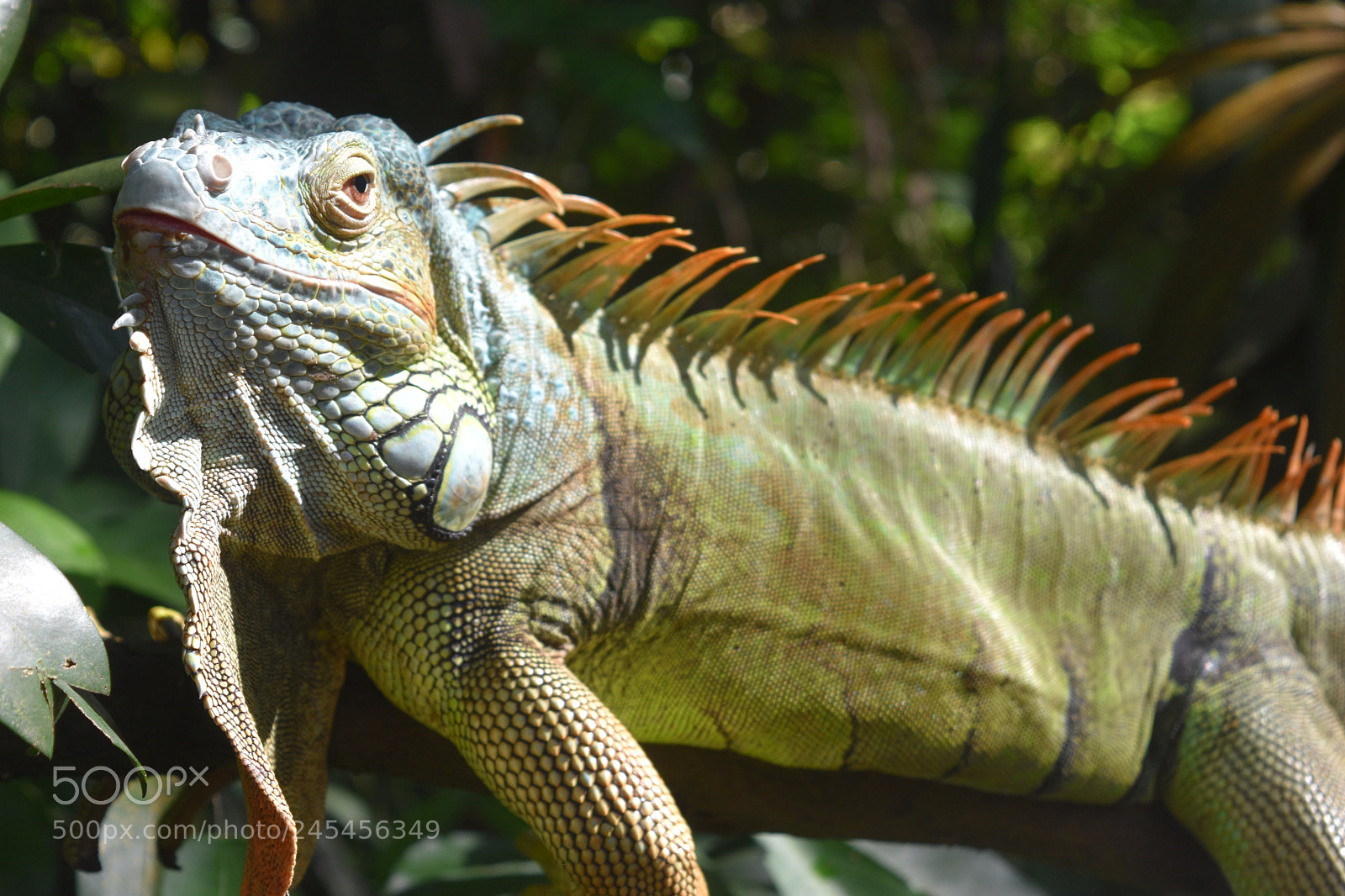 Nikon D5500 sample photo. You talking to me? photography