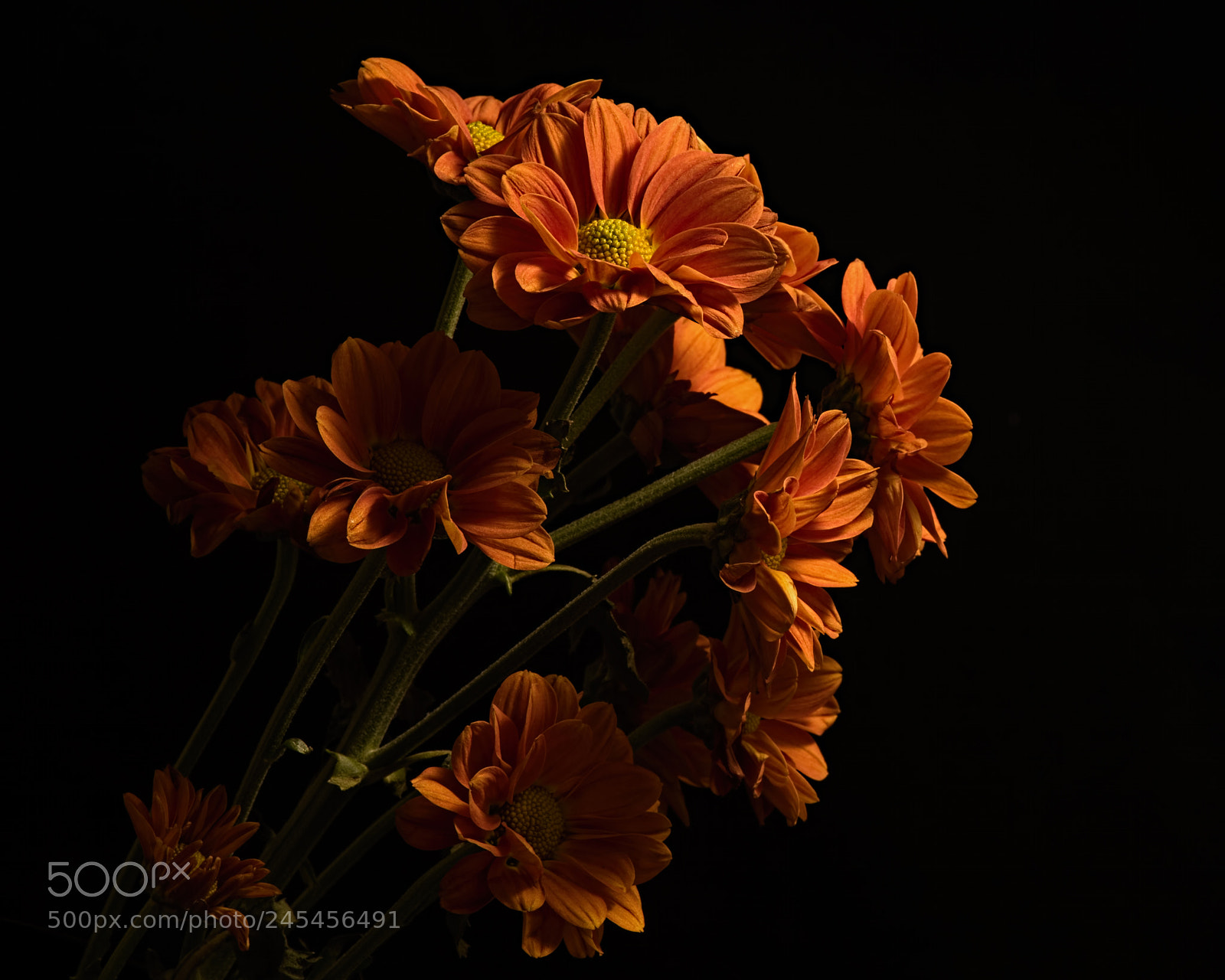 Nikon D810 sample photo. Night moves 1108 photography