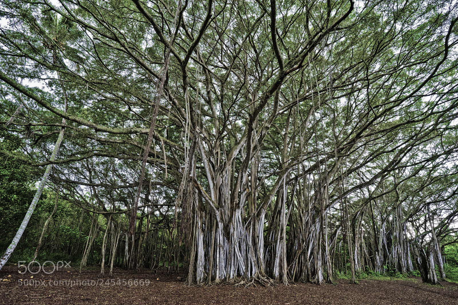 Sony a7 II sample photo. Banyan tree photography