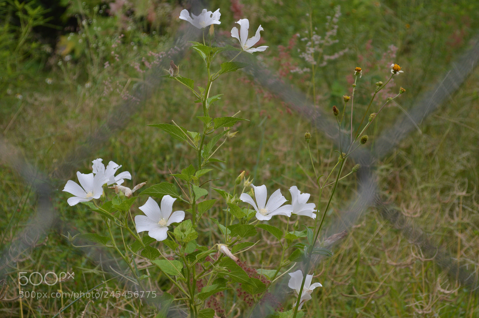 Nikon D3200 sample photo. Una flor photography