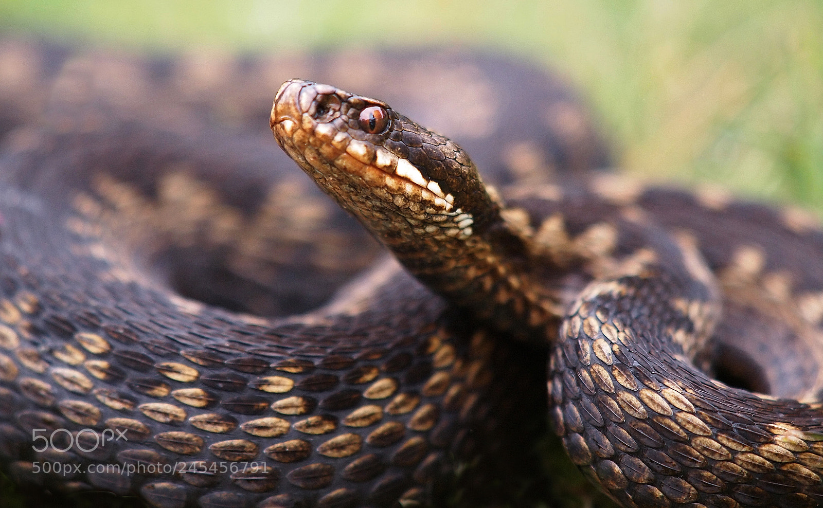 Olympus E-5 sample photo. Viper photography