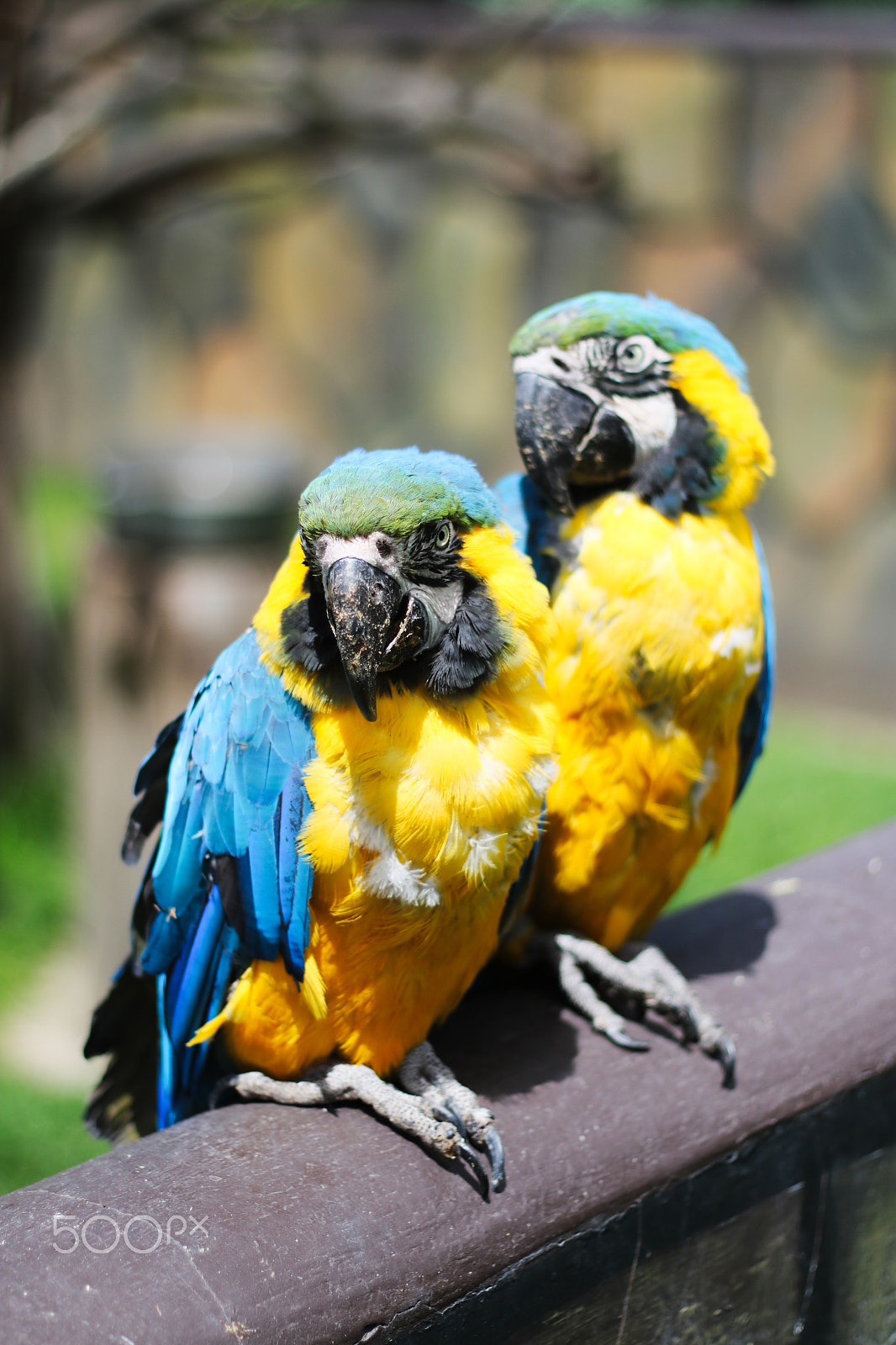 Canon EOS 750D (EOS Rebel T6i / EOS Kiss X8i) + Canon EF 50mm F1.8 II sample photo. Macaws photography