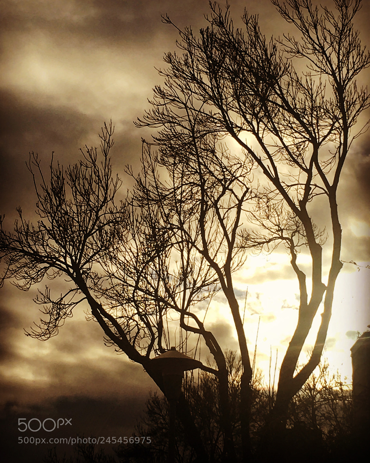 Apple iPhone 6s sample photo. Old timely trees photography