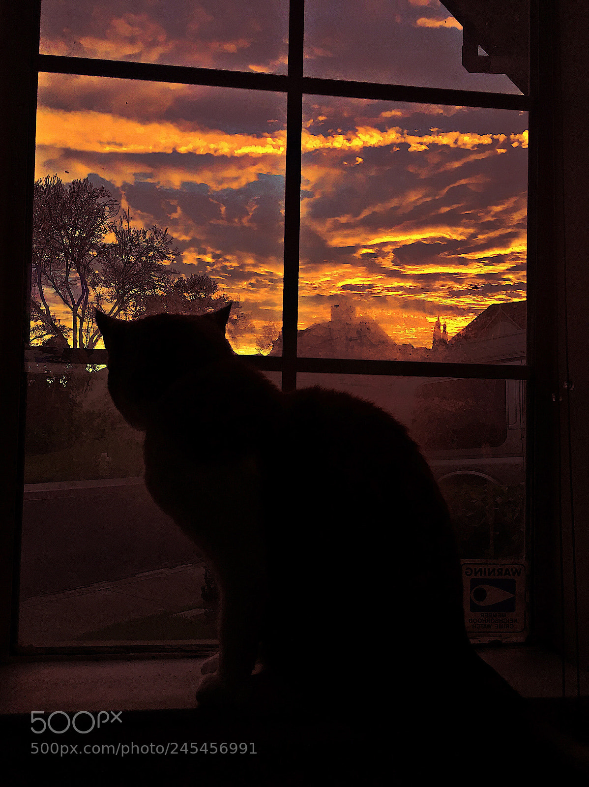 Apple iPhone 6s sample photo. Kitty in the sunset photography