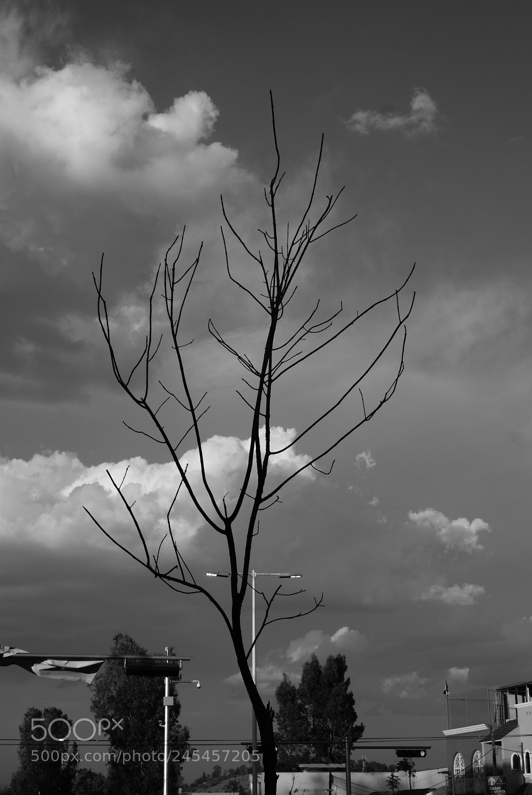 Sony DT 18-70mm F3.5-5.6 sample photo. Tree photography