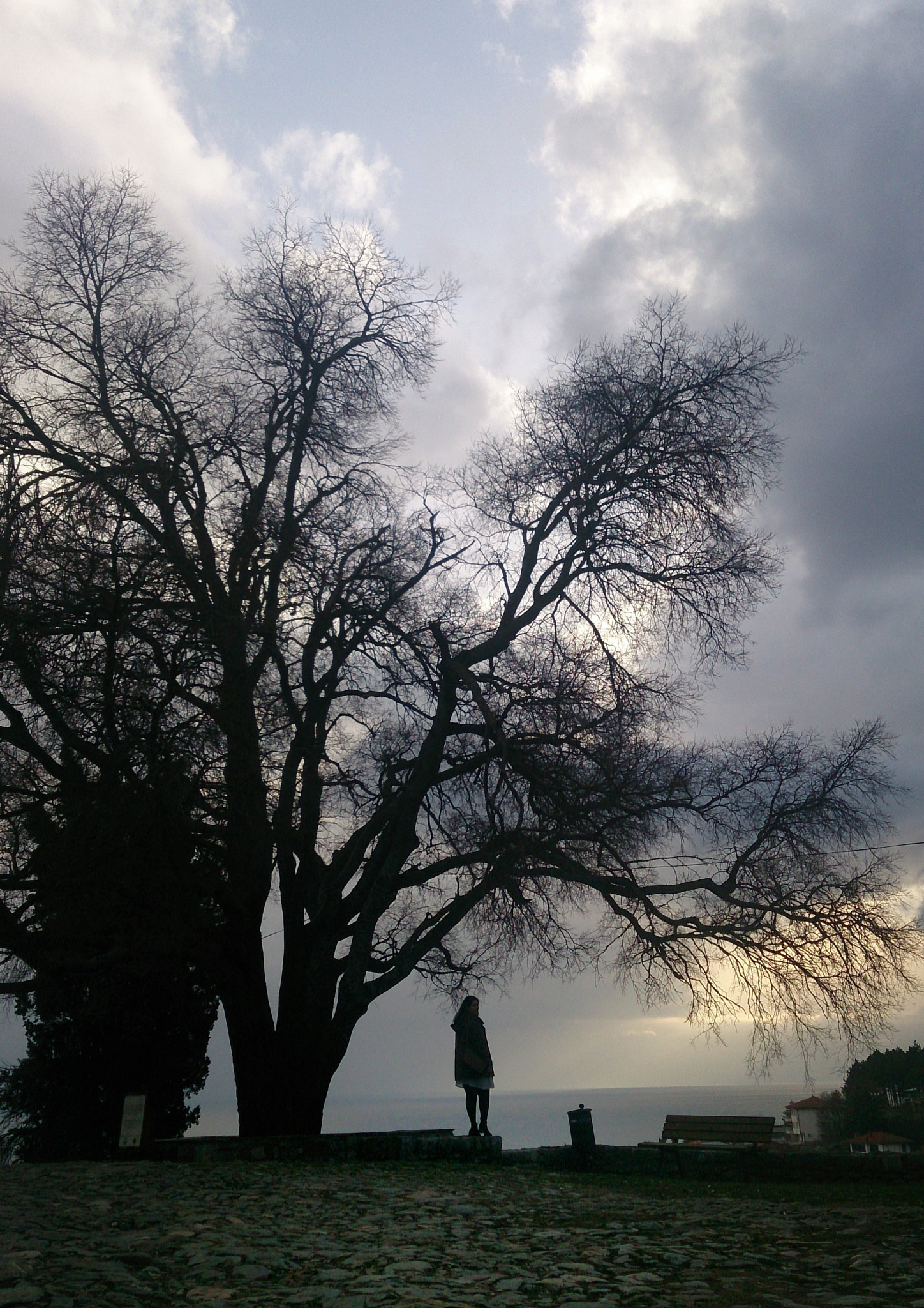 Sony Xperia Z sample photo. The colossal tree photography