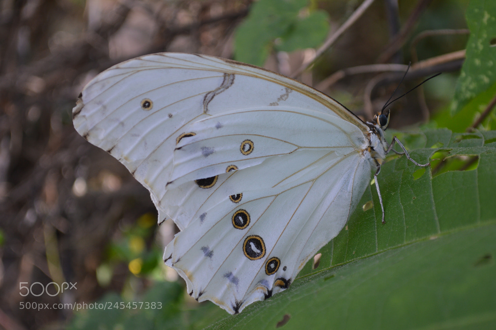 Nikon D3200 sample photo. La delicadeza photography
