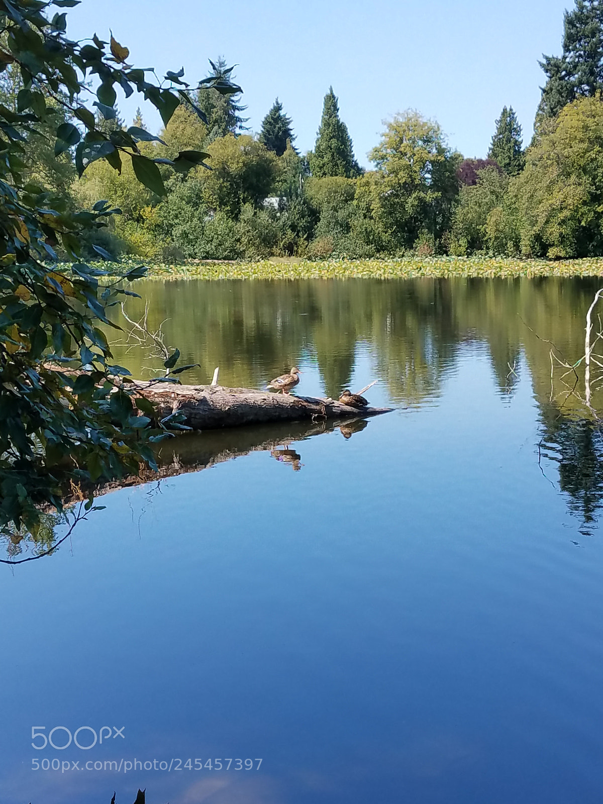 Samsung Galaxy S7 sample photo. Cozy ducks photography