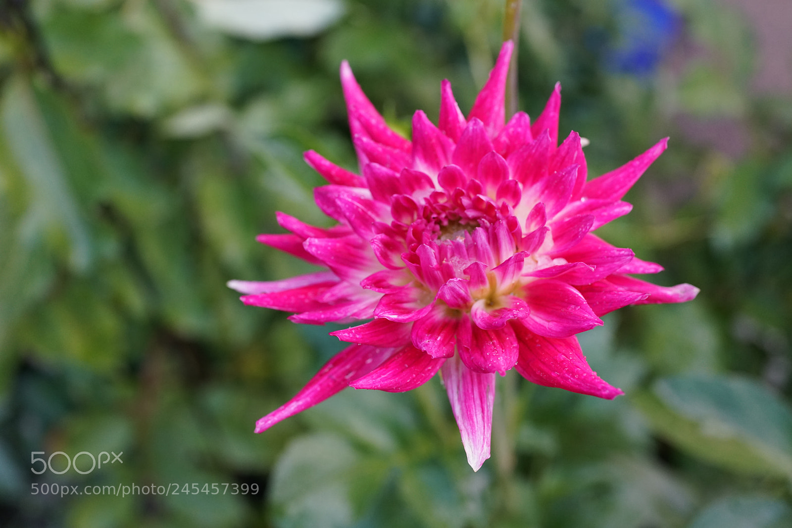 Sony Cyber-shot DSC-RX1R II sample photo. Dahlia photography
