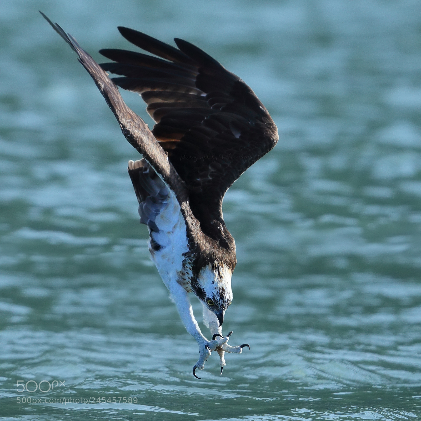 Canon EOS-1D X Mark II sample photo. Osprey photography