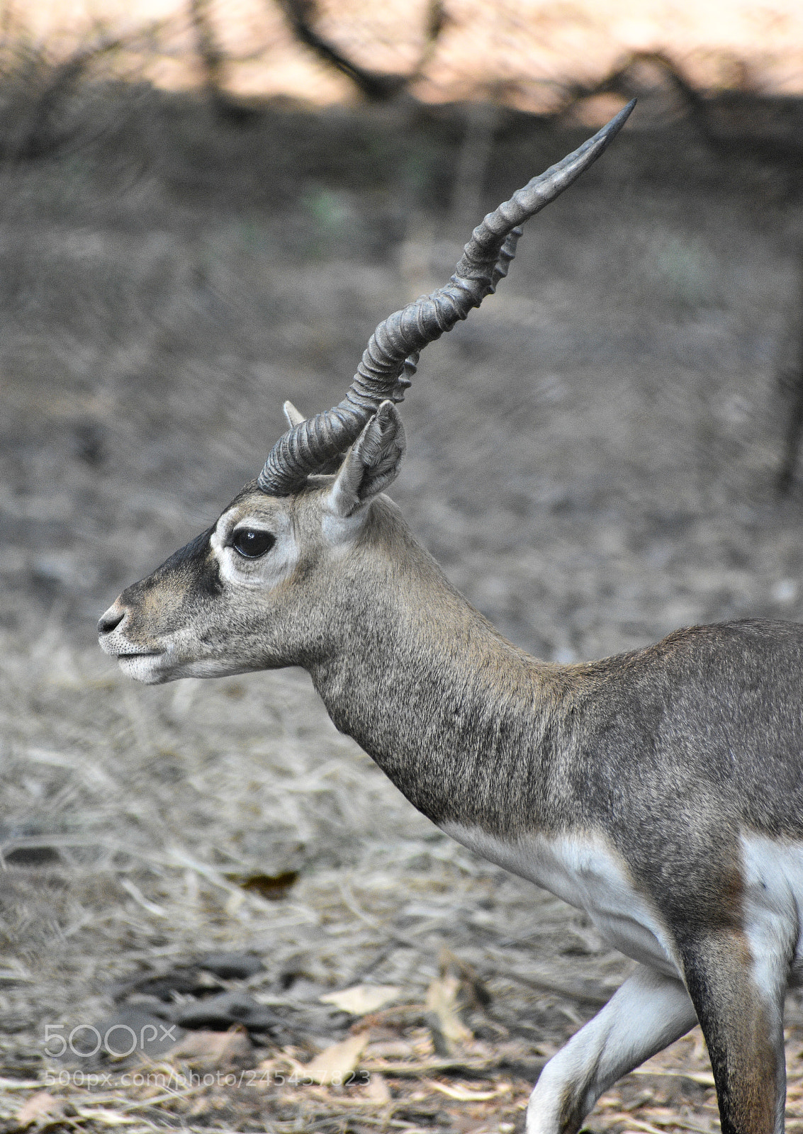 Nikon D3400 sample photo. Buck photography