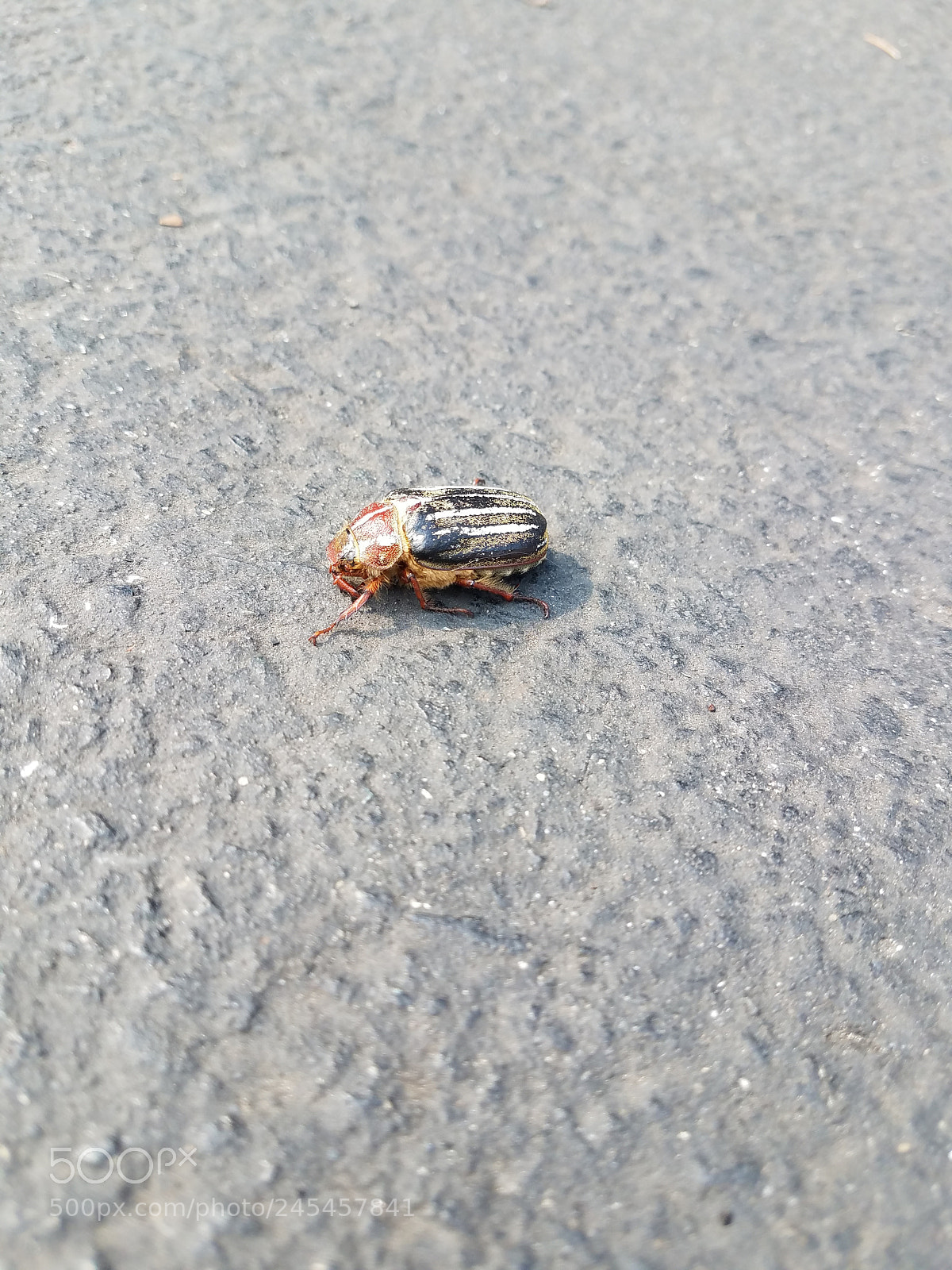 Samsung Galaxy S7 sample photo. Its a bugs life photography