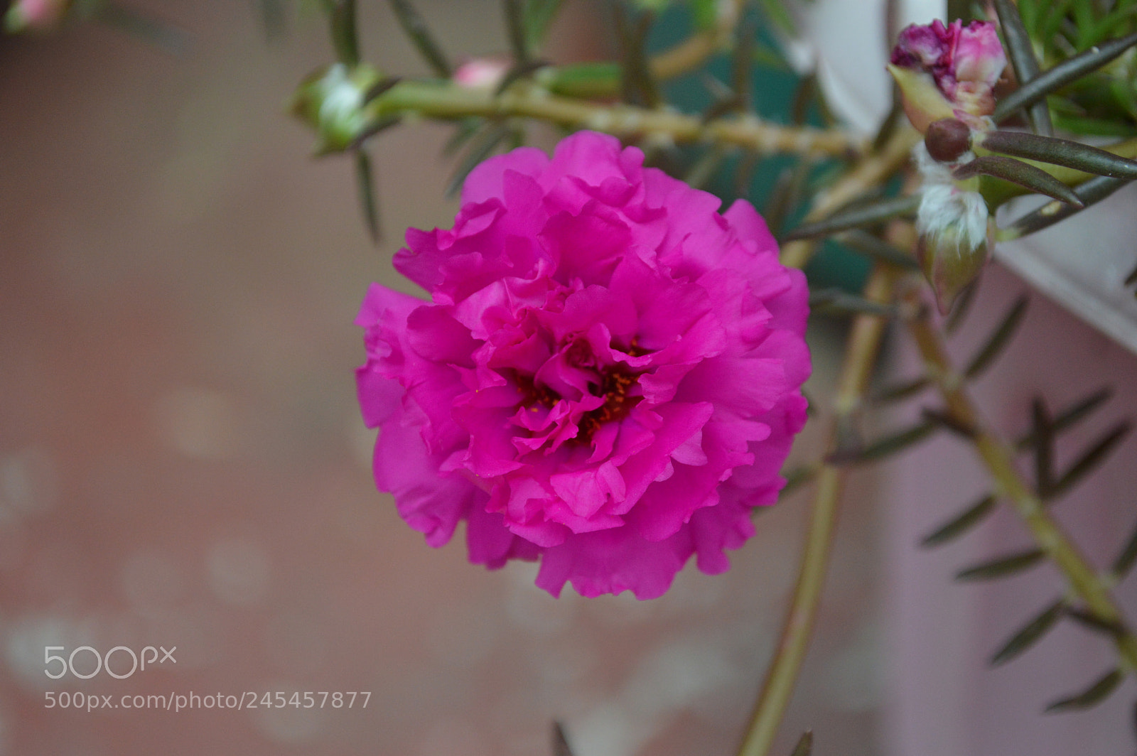 Nikon D3200 sample photo. Rosita photography