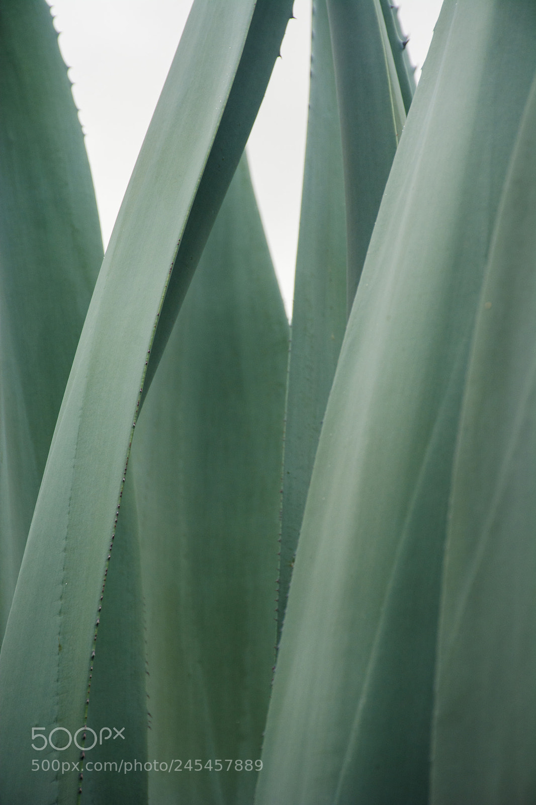 Nikon D7100 sample photo. Agave photography