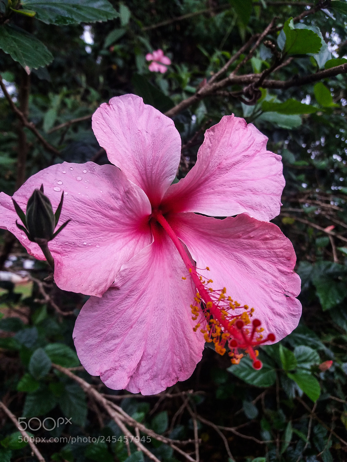 Samsung Galaxy J5 sample photo. Pink flower photography