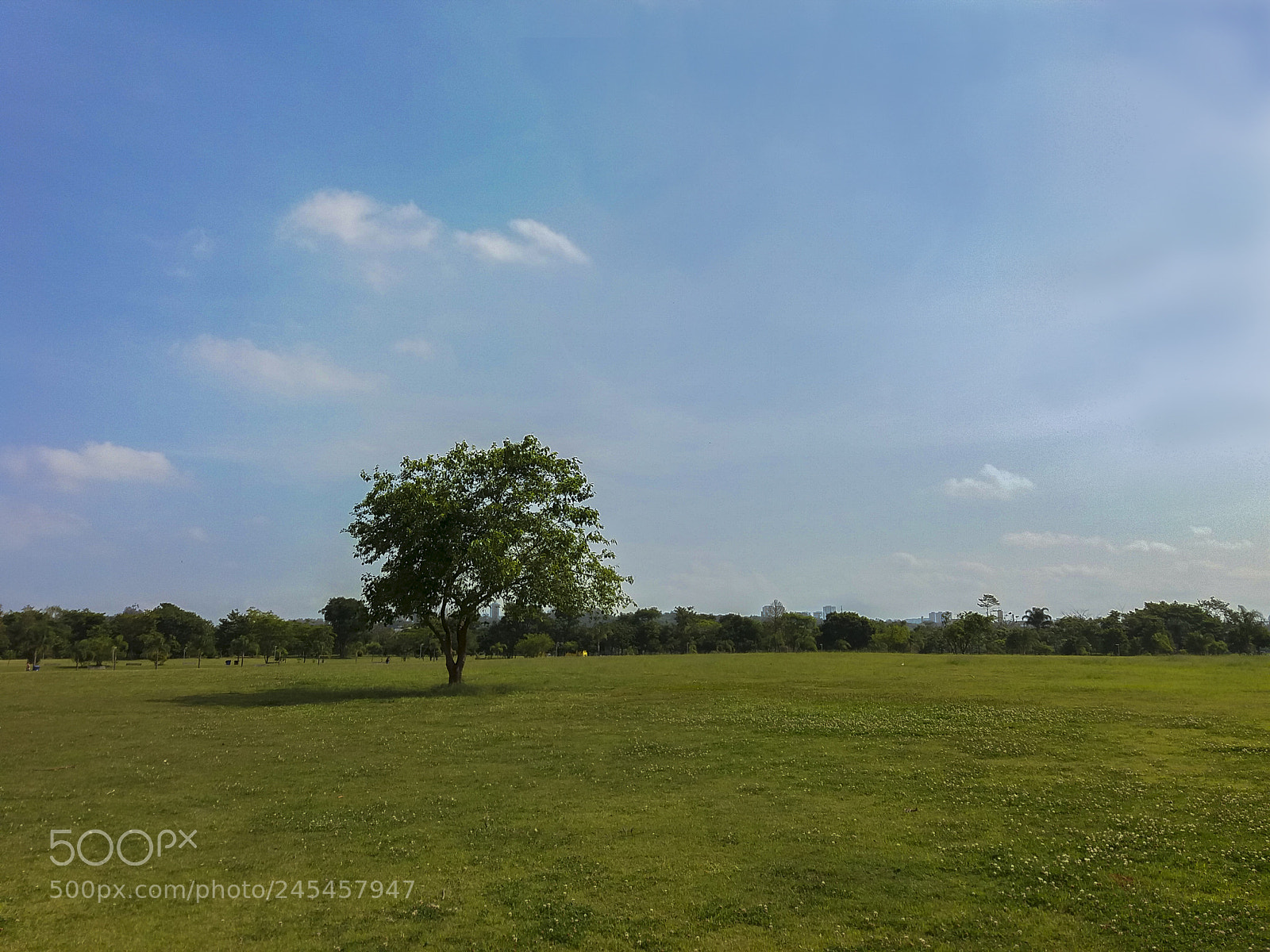 Samsung Galaxy J5 sample photo. Tree on park photography