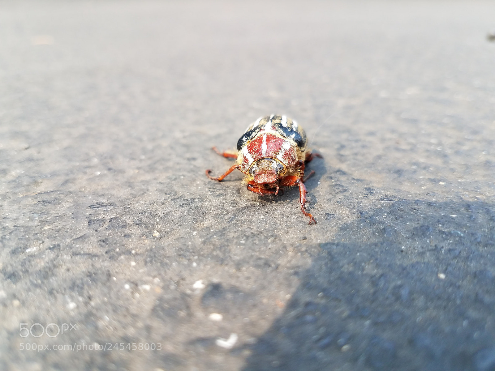 Samsung Galaxy S7 sample photo. Battle bug photography