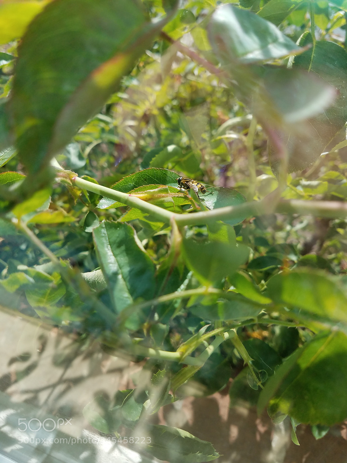 Samsung Galaxy S7 sample photo. Its a bee photography