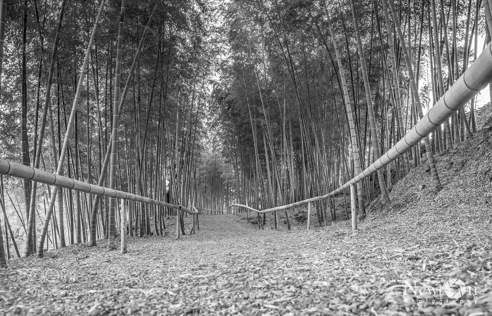 Nikon D7200 sample photo. Bamboo forest photography