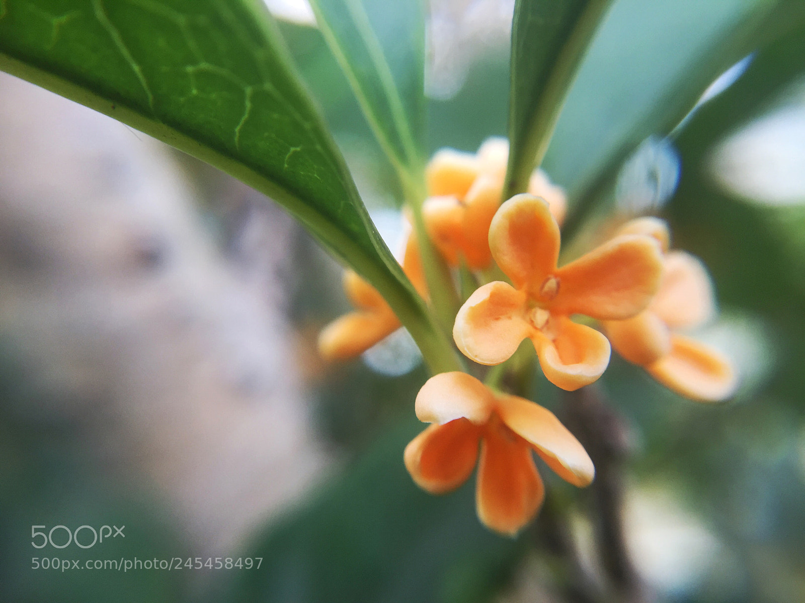 Apple iPhone 6 Plus sample photo. Osmanthus fragrans photography