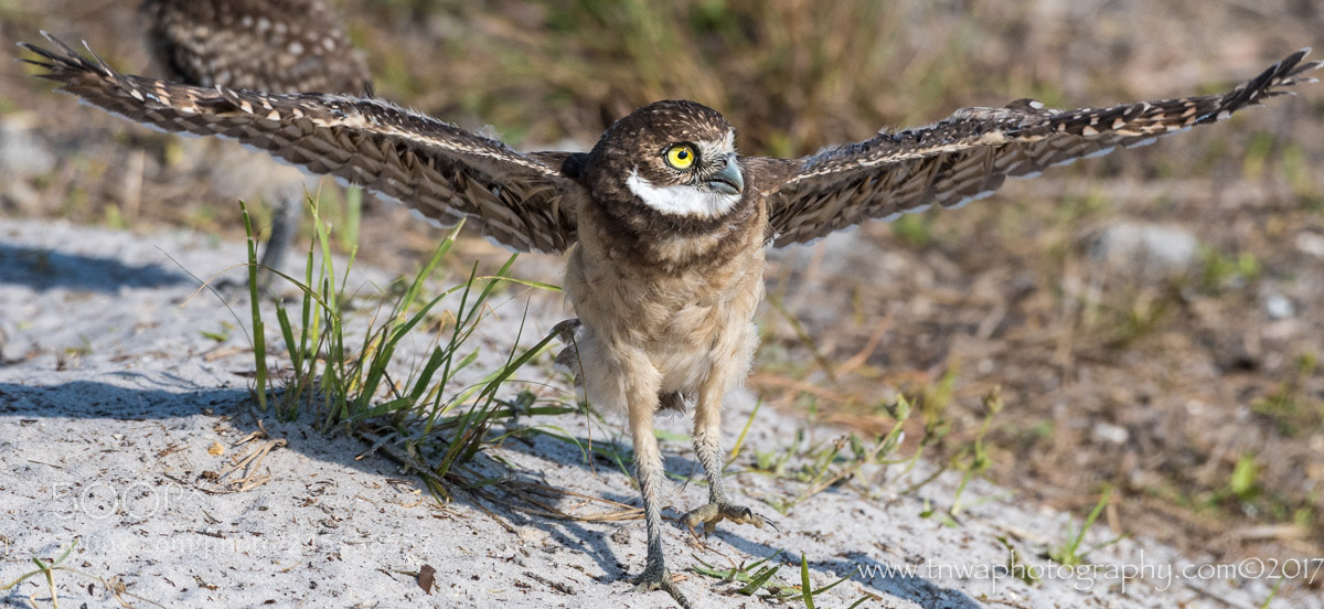 Nikon D500 sample photo. Learning to fly photography