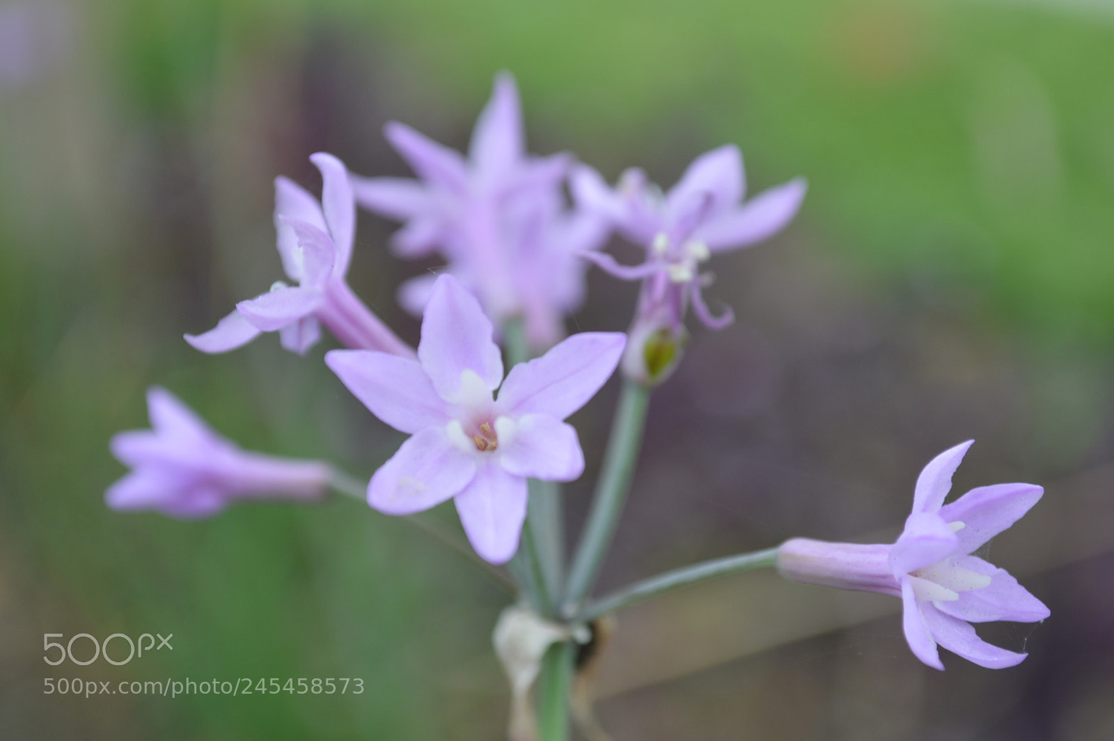Nikon D3200 sample photo. Floreciendo photography