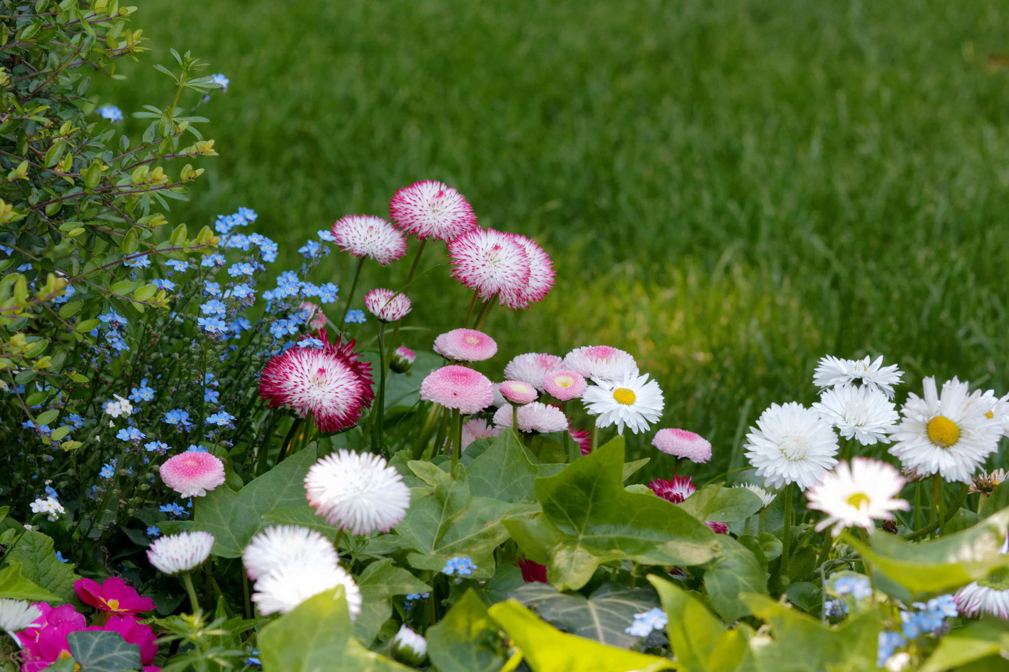 Sigma 50-200mm F4-5.6 DC OS HSM sample photo. Flower photography