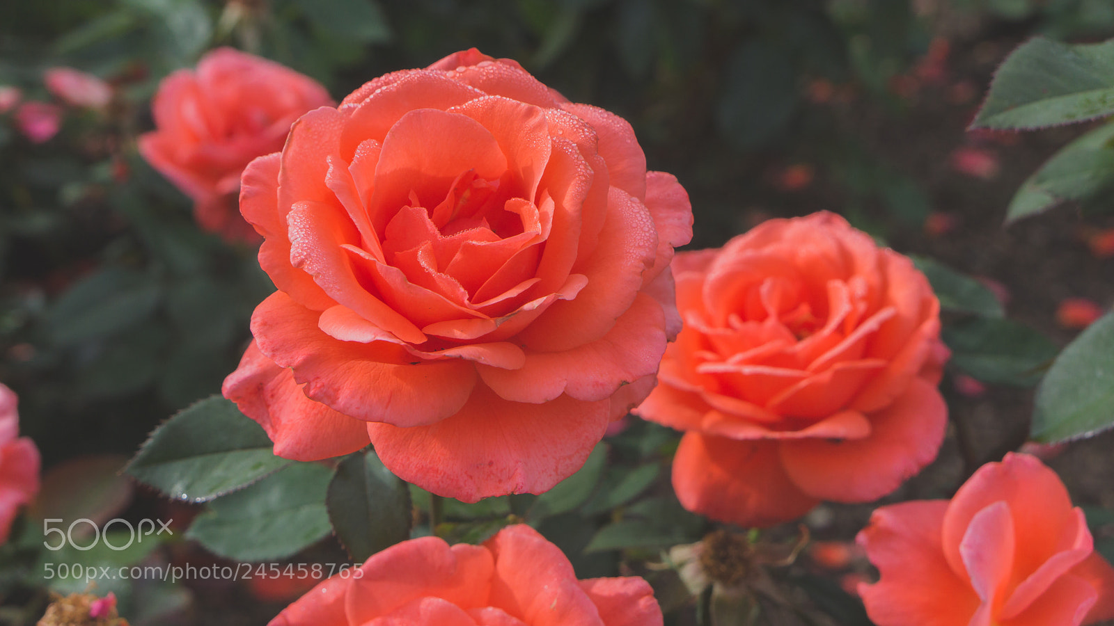 Sony Alpha NEX-7 sample photo. Untitled photography