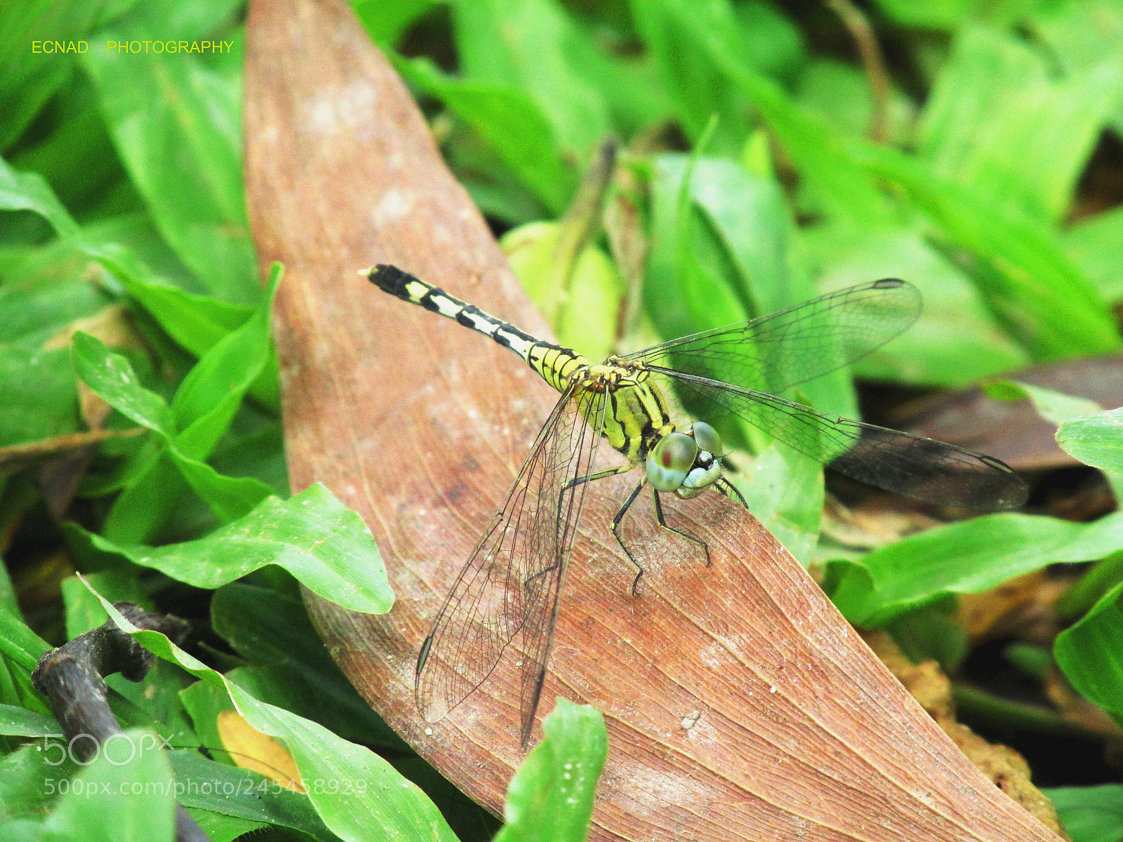 Canon PowerShot SX170 IS sample photo. Land on  photography