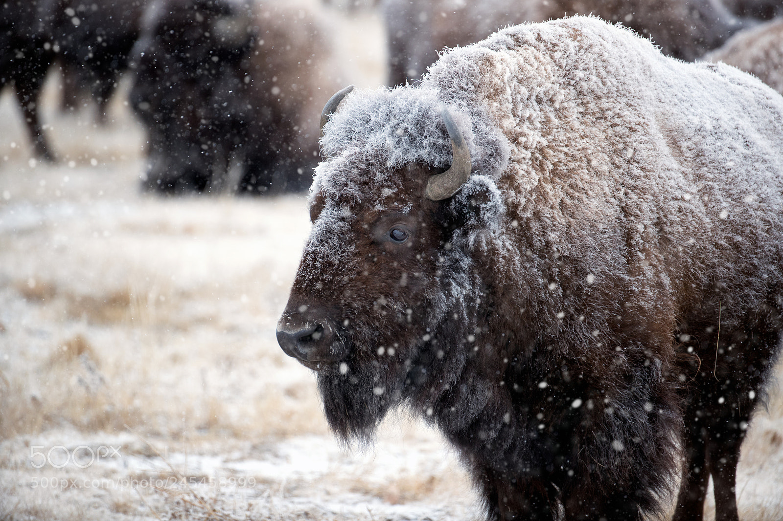 Canon EOS-1D X Mark II sample photo. A harsh winter photography