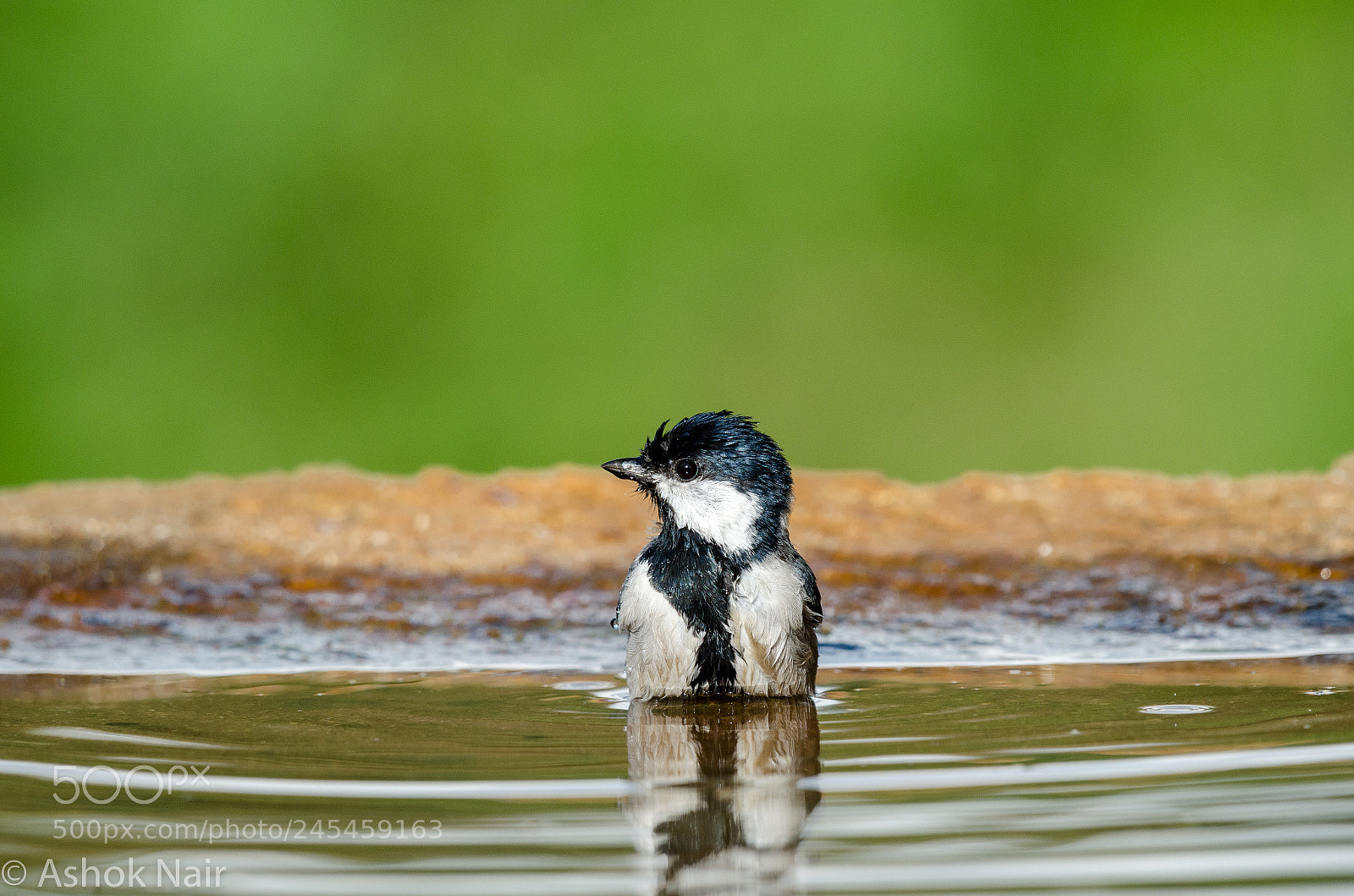 Nikon D5100 sample photo. Cinereous tit photography
