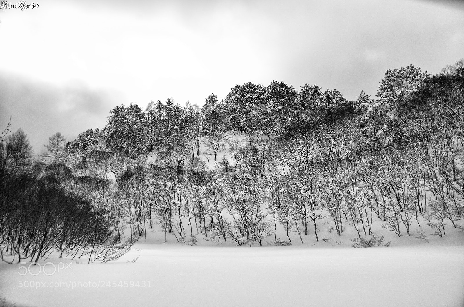 Pentax K-50 sample photo. Of snow and trees photography
