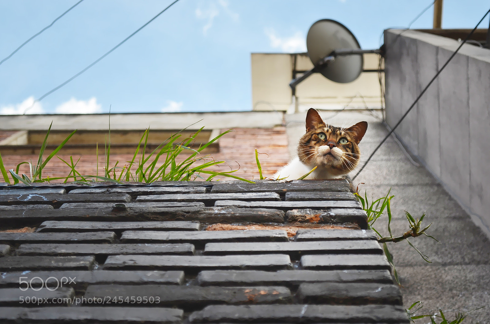 Nikon D5100 sample photo. Cat photography